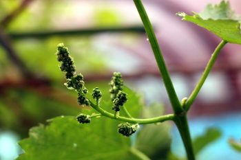 巨峰の花穂